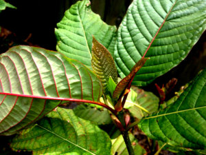 Red Kratom leaves