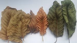drying kratom leaf