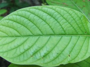 green kratom strains