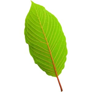 what is kratom strains charts