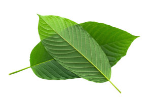 green leaf kratom brand review