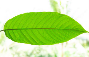 what is kratom definition