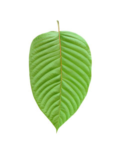 red thai kratom